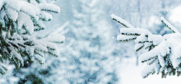 Vista de invierno Tarjeta de Navidad con ramas de abeto nevadas en el bosque durante las nevadas