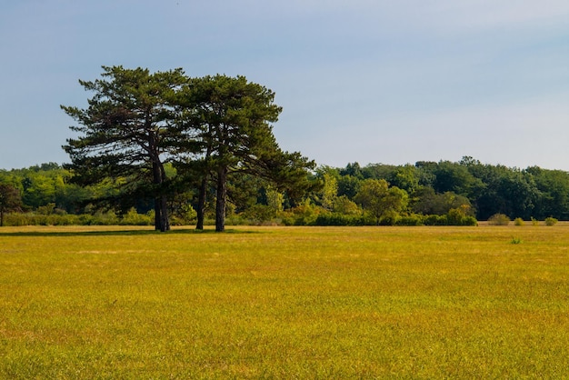 Vista del jardín dendrológico en Ucrania, la mundialmente famosa reserva AskaniaNova, miembro de la Red Mundial de Reservas de Biosfera de la UNESCO