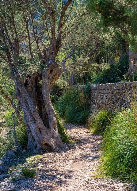 Foto vista de un jardín de olivos en mallorcaespaña camino entre olivos un viejo árbol con un tronco retorcido