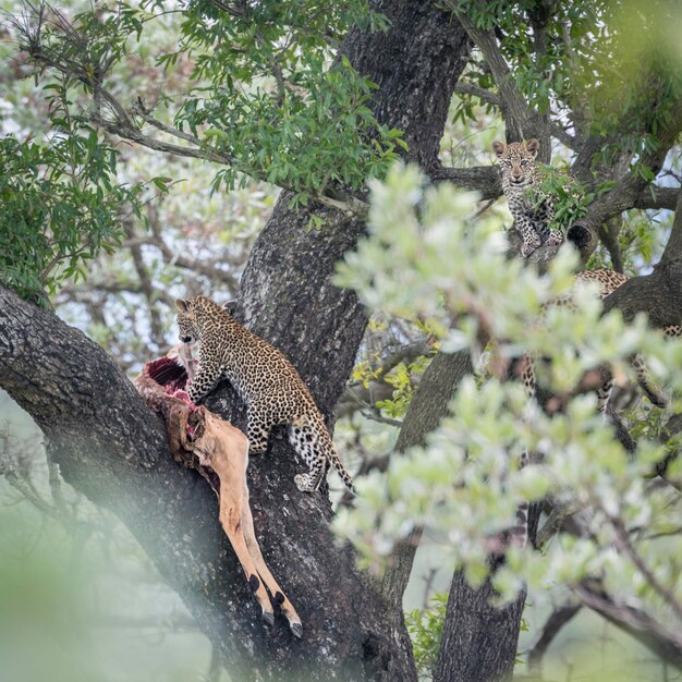 Foto vista de una jirafa en el bosque