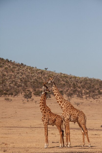 Foto vista de una jirafa en tierra contra un cielo despejado