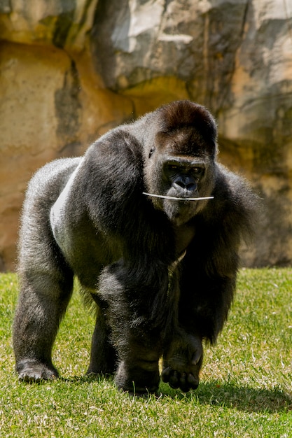 Vista de un juguetón gorila de las tierras bajas occidentales en un zoológico.