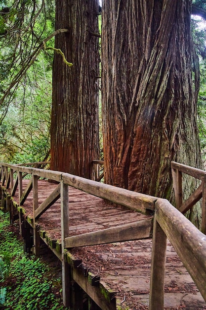 Vista desde el lado del puente peatonal de madera con árboles Redwood cortados en el puente