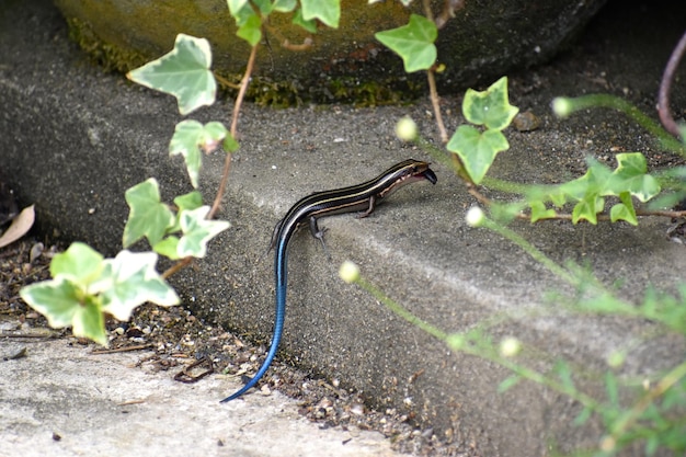 Foto vista de un lagarto desde un ángulo alto