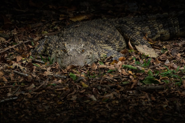 Foto vista del lagarto en el campo