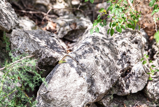 Vista de un lagarto en la roca