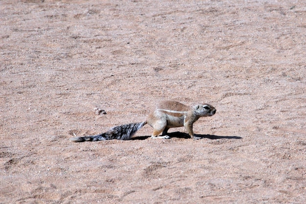 Foto vista de un lagarto