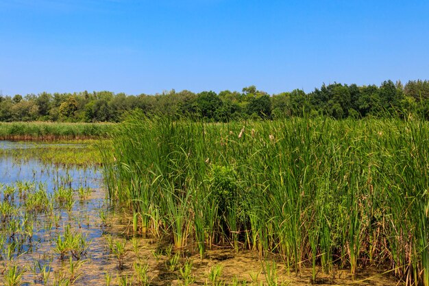 Vista del lago cubierto de juncos en verano