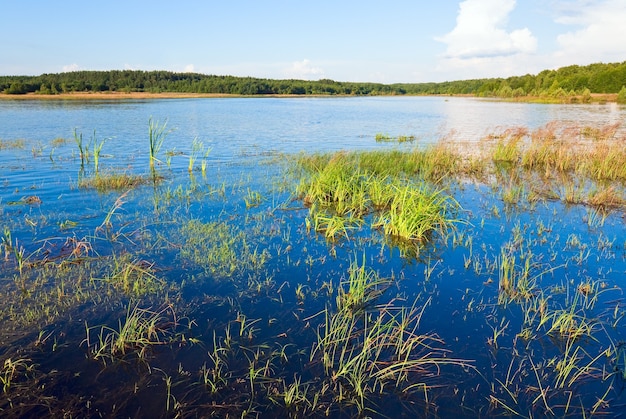 Vista del lago rushy de verano con algunas plantas en la superficie del agua