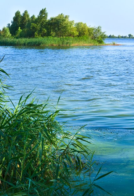 Vista del lago rushy de verano con una pequeña arboleda en la orilla