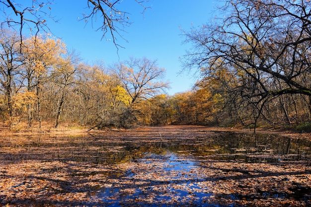 Vista de un lago sereno del bosque en otoño