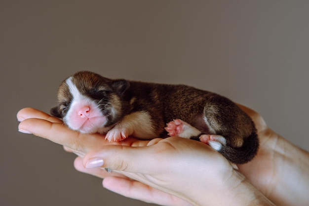 Vista lateral del adorable cachorro de dos meses de perro pembroke welsh corgi durmiendo en las manos unidas de una mujer irreconocible