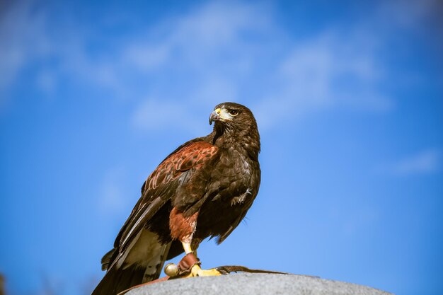 Foto vista lateral de un águila posada en la pared contra el cielo azul