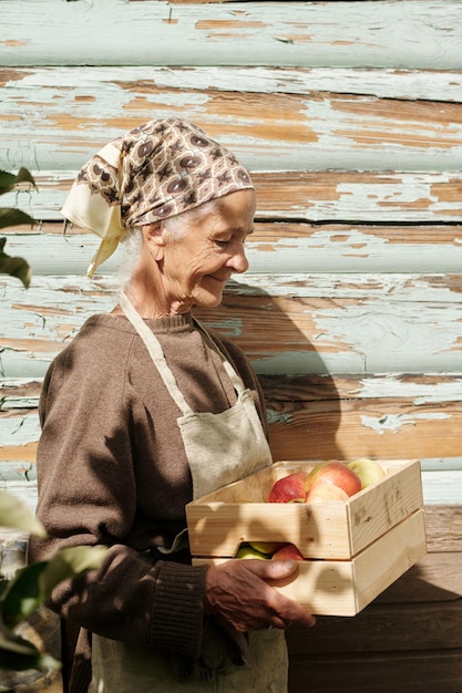 Vista lateral de una anciana jubilada que lleva una caja de madera con manzanas maduras