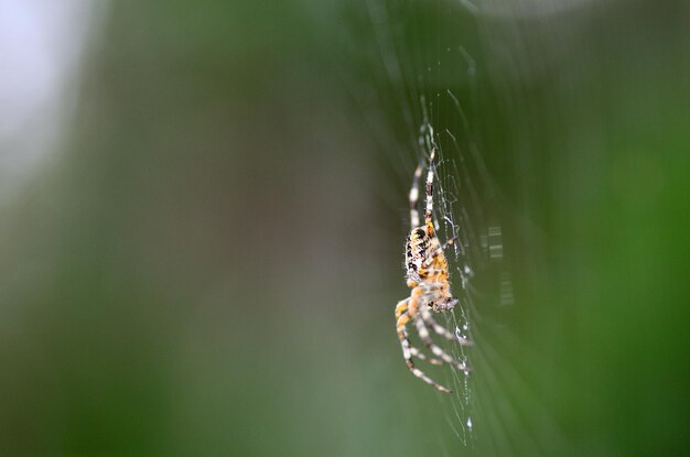 Vista lateral de araña y web