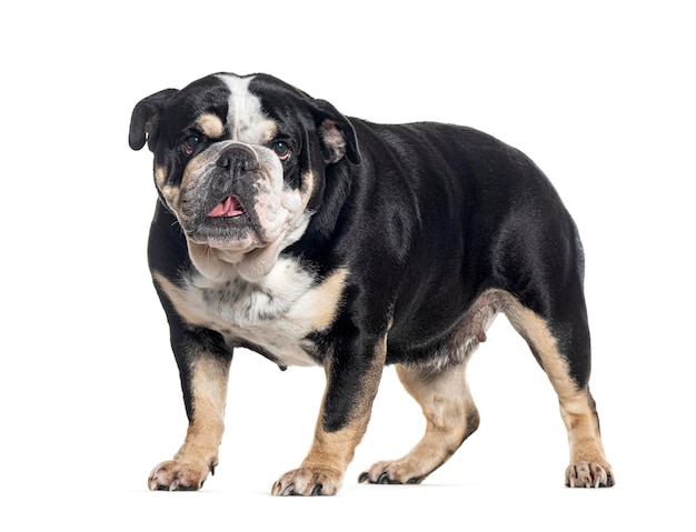 Vista lateral de un bulldog inglés de pie aislado en blanco