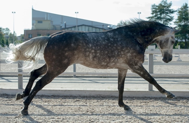 Foto vista lateral de un caballo en la arena contra el cielo