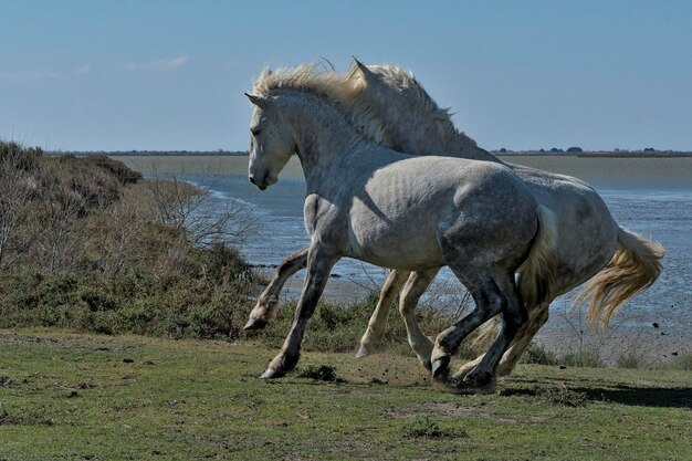 Foto vista lateral de un caballo en el campo