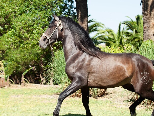 Foto vista lateral de un caballo en el campo