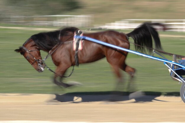 Foto vista lateral de un caballo corriendo