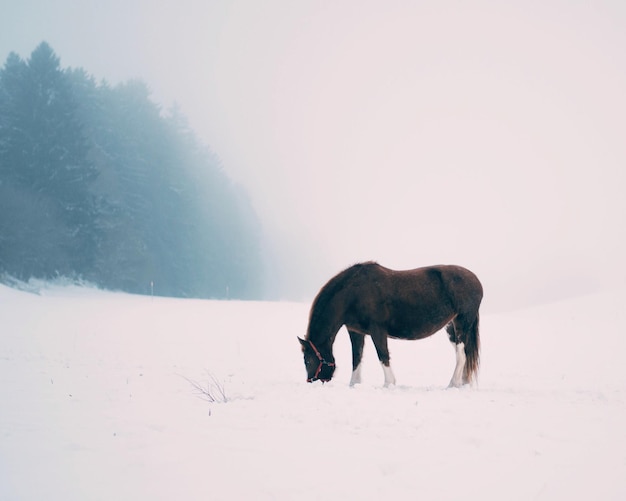 Vista lateral de un caballo pastando en un campo cubierto de nieve durante el tiempo de niebla