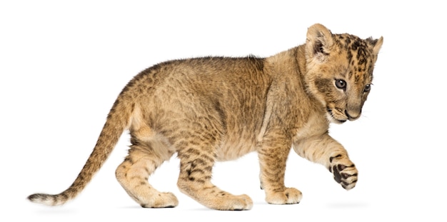 Vista lateral de un cachorro de león de pie pateando aislado en blanco