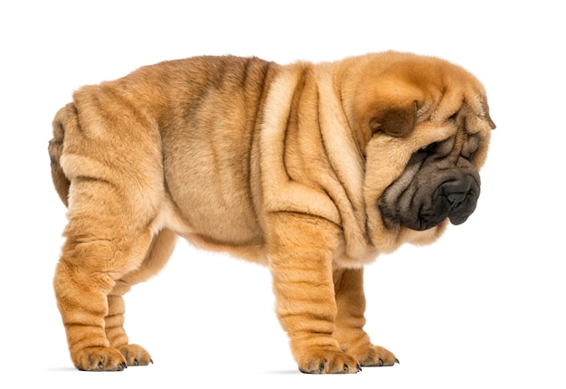 Vista lateral del cachorro Shar pei aislado en blanco