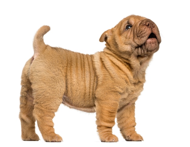 Vista lateral de un cachorro de Shar Pei de pie, ladrando, aislado en blanco