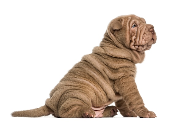 Vista lateral de un cachorro de Shar Pei sentado aislado en blanco