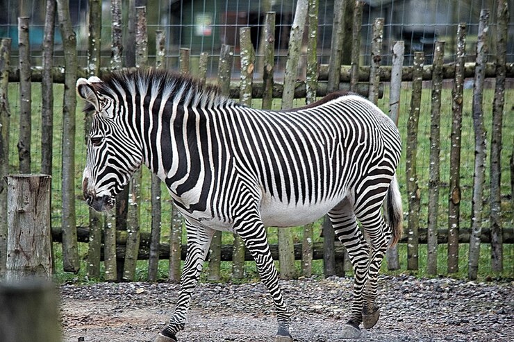 Foto vista lateral de una cebra en una jaula en el zoológico