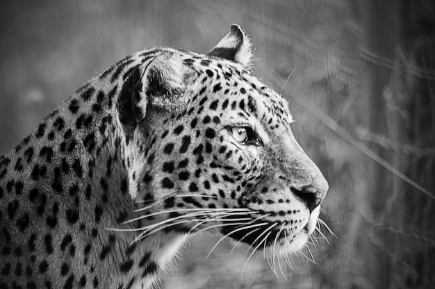 Vista lateral de cerca del leopardo en el bosque