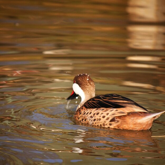 Foto vista lateral de cerca de un pájaro en el agua