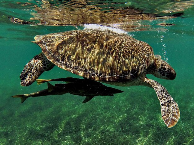 Foto vista lateral de cerca de una tortuga bajo el agua