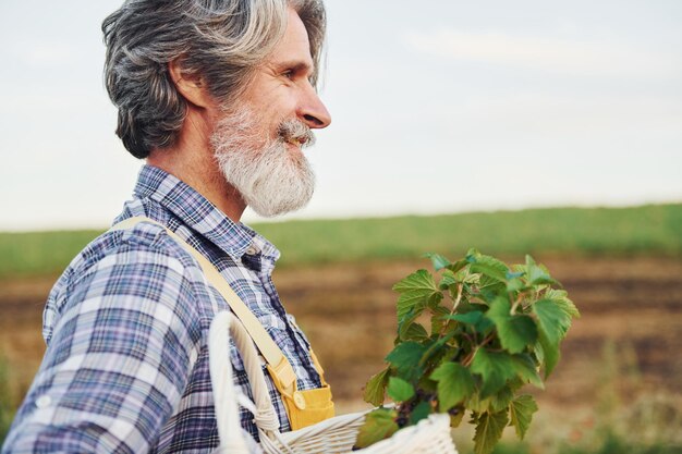 Foto vista lateral cesta de sujeción en uniforme amarillo hombre elegante senior con cabello gris y barba en el campo agrícola con cosecha