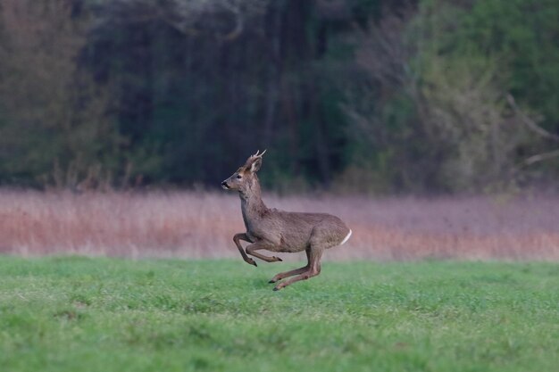 Foto vista lateral de un ciervo corriendo en el césped