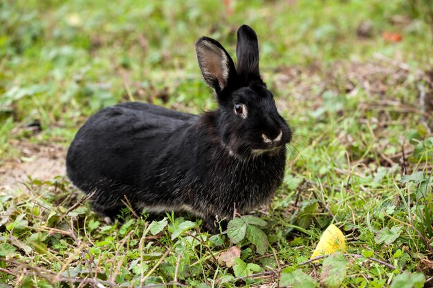 Foto vista lateral de un conejo negro en la hierba