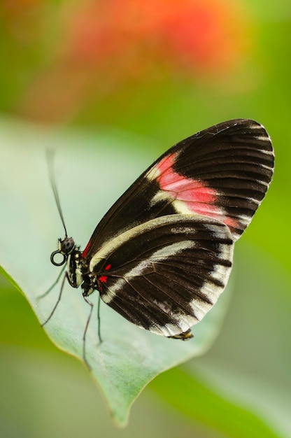 Vista lateral da borboleta tropical