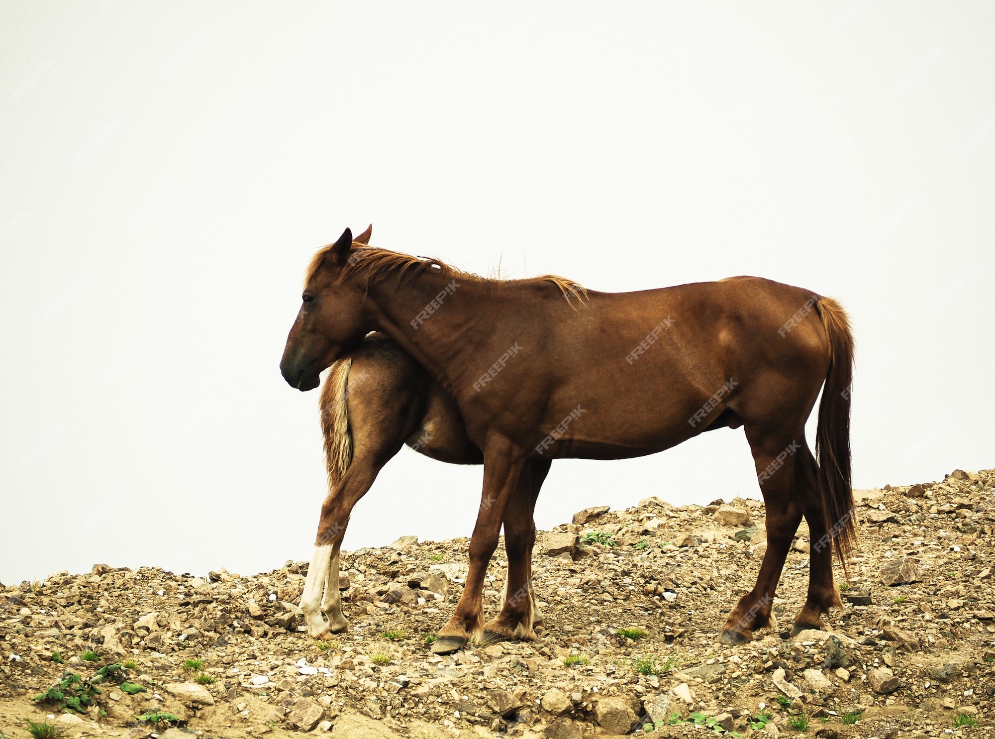 Desenho de um cavalo em pé visto de frente