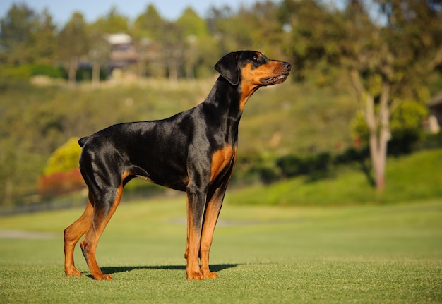 Vista lateral de doberman pinscher na grama no parque