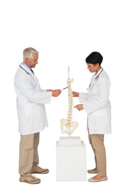 Vista lateral de dois médicos apontando para modelo de esqueleto