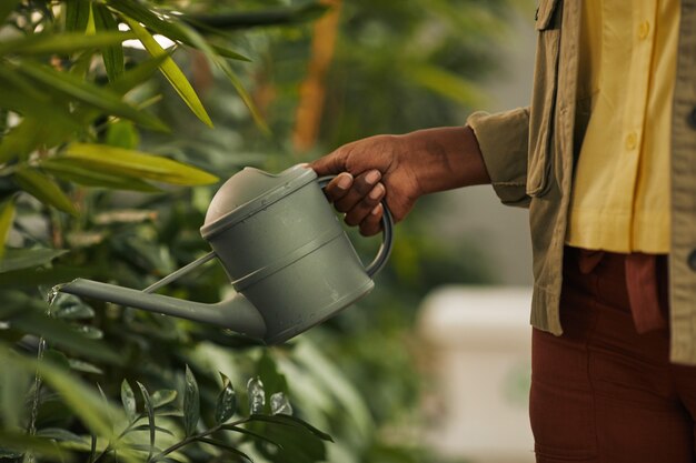 Vista lateral de perto de uma mulher afro-americana irreconhecível segurando um regador enquanto cuida de plantas no escritório, copie o espaço