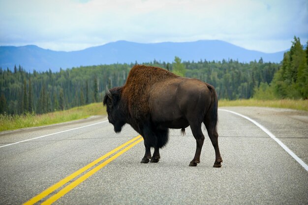 Vista lateral de um bisonte de pé no meio da estrada com montanhas e floresta ao fundo