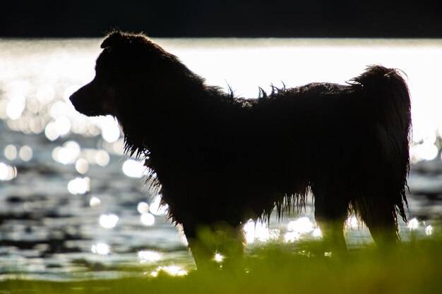 Foto vista lateral de um cão contra o céu