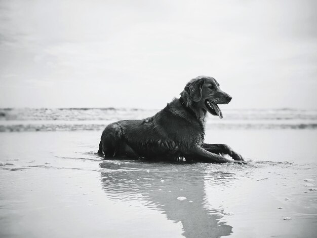 Vista lateral de um cão na praia contra o céu