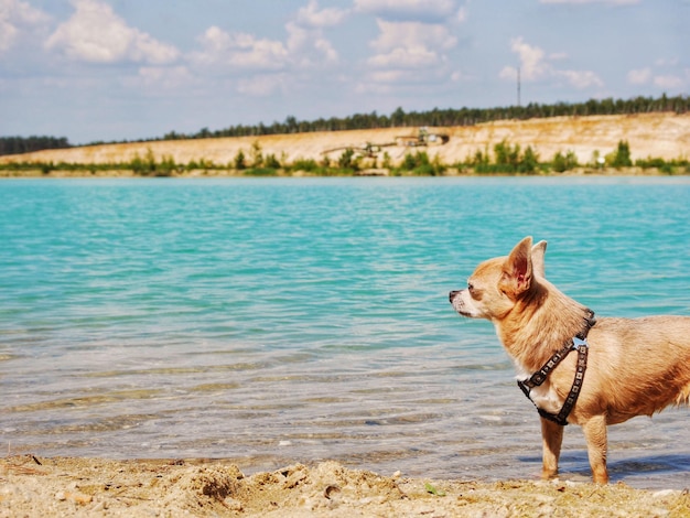 Foto vista lateral de um cão na praia