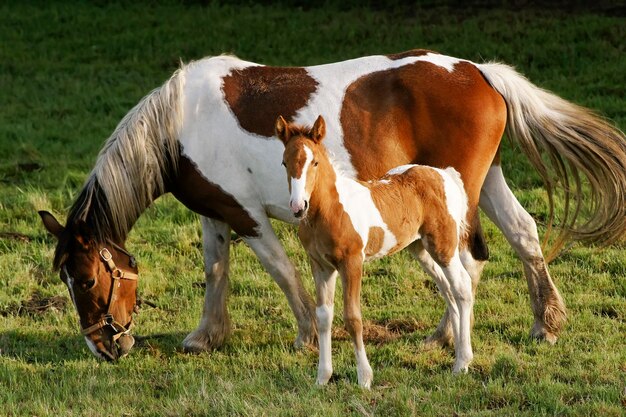 Foto vista lateral de um cavalo de pé na grama