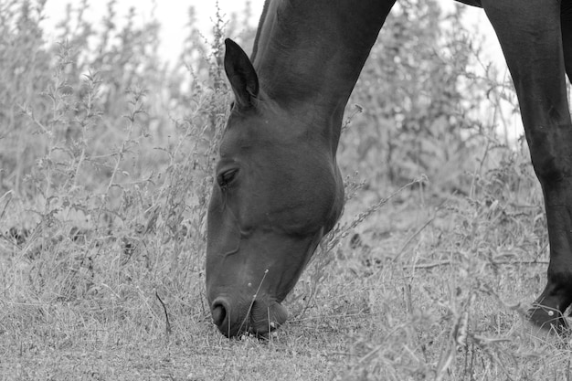 Foto vista lateral de um cavalo pastando em um campo gramado