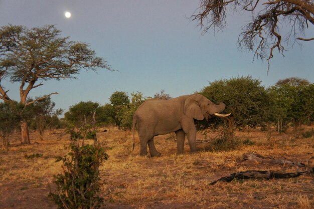 Foto vista lateral de um elefante na floresta