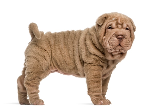 Vista lateral de um filhote de cachorro Shar Pei olhando para a câmera isolada no branco