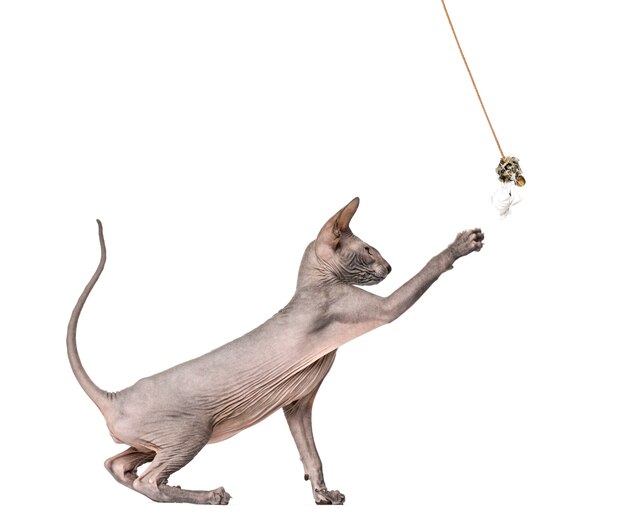 Vista lateral de um gato pelado peterbald, brincando com um brinquedo, isolado no branco